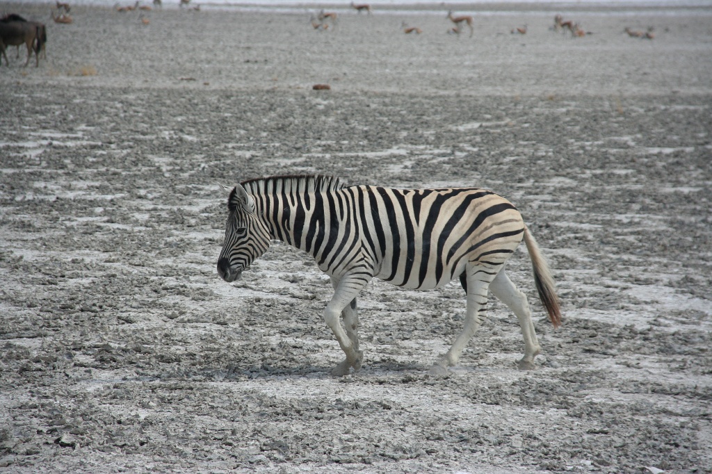 Namibia (10)